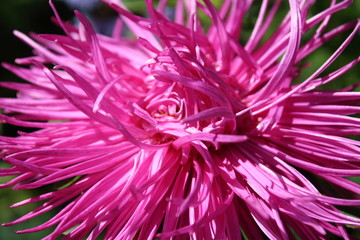 Obraz premium Pink aster autumn flowers