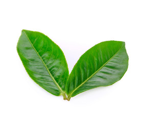 Obraz premium Green tea leaf isolated on white