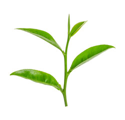 green tea leaf isolated on white