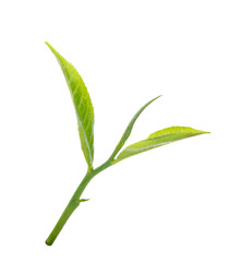 green tea leaf isolated on white
