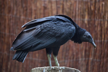 American black vulture (Coragyps atratus).