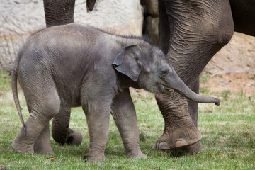 One-month-old Indian elephant (Elephas maximus indicus) with its
