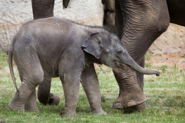 Fototapeta premium One-month-old Indian elephant (Elephas maximus indicus) with its