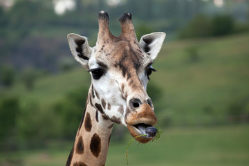 Rothschild's giraffe (Giraffa camelopardalis rothschildi).