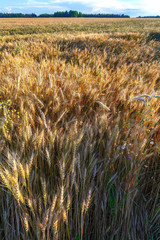 wheat field, field of wheat