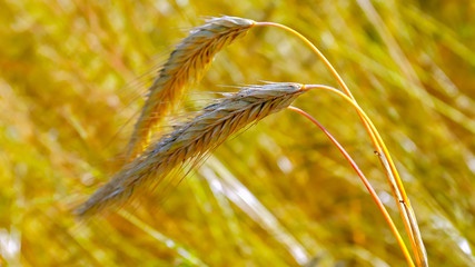 The ear of wheat gold color