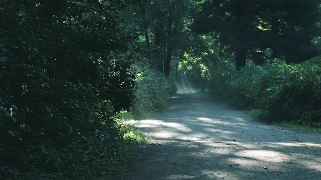 Summer morning park walkway with man running and tailing away. Trees slanting rays. 