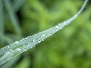 Water drops on leaves