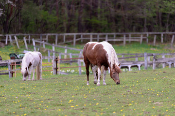 Obraz premium 日本の信州の牧場の馬