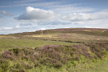 Obraz premium Heather on North York Moors