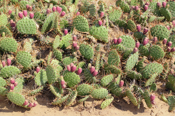 Opuntia