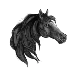 Papier peint photo  Black horse sketch of arabian mare  © Vector Tradition