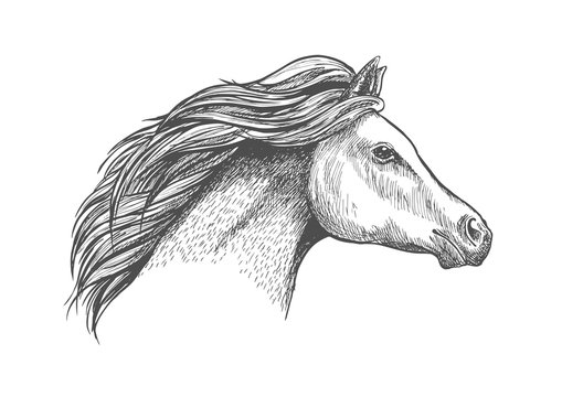 Racehorse mare head for horse racing design