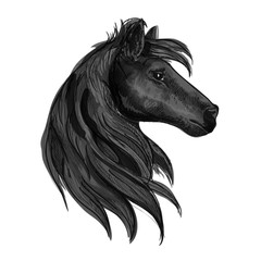 Black purebred horse stallion symbol