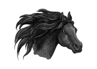 Black mustang horse sketch portrait