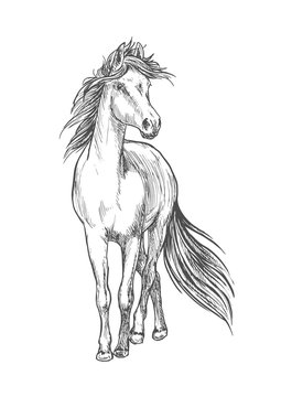 Horse standing with waving mane pencil sketch