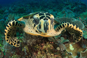 Hawksbill Sea Turtle