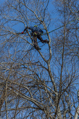 Professionals climbed a tree to cut branches