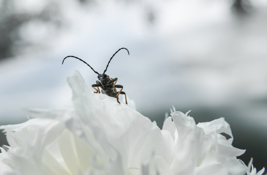 beetle in white peony close-up on green background