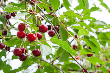 Obraz premium Cherries