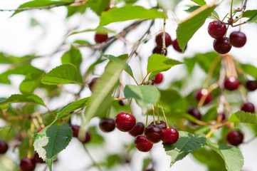 Cherries