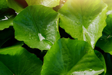 Water Lily Leaf , Lotus leaf