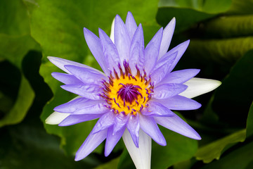 Lotus or Water Lily Flowers Blooming