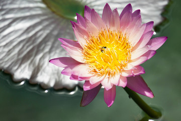 Lotus or Water Lily Flowers Blooming