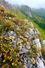 The Green Mountains in fog.