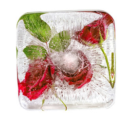 Red roses frozen in ice cube. Isolate on white background