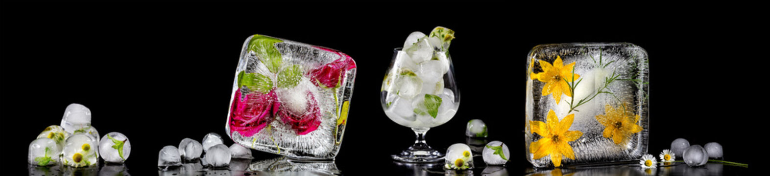 Panoramic image with flowers frozen in ice cubes. Isolate on bla