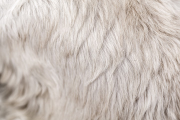 Animal hair fur background