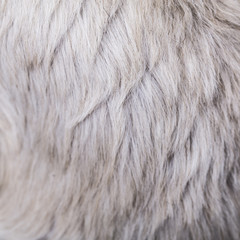 White and brown furry hair background abstract texture
