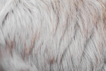 Animal hair fur background