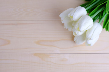 White tulips background.