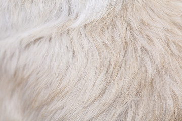 White and brown furry hair background abstract texture