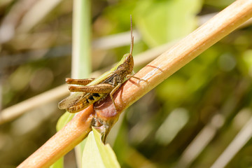 Brown and Green Cricket