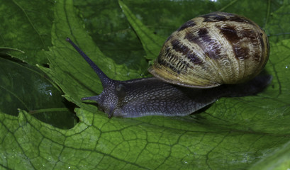 Weinbergschnecke