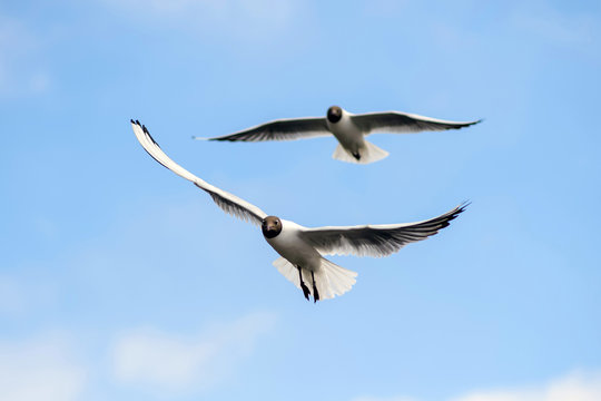 Gulls soar in the blue sky. Seagulls flying high in the clouds. Free wild birds seagulls with the black heads.