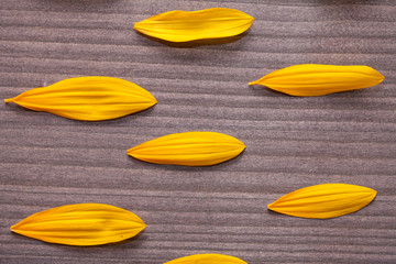 sunflower petals on the wooden background. pattern