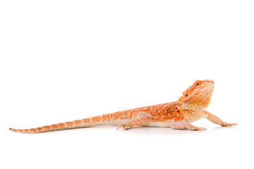 Obraz premium Bearded dragon