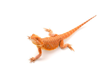 Bearded dragon