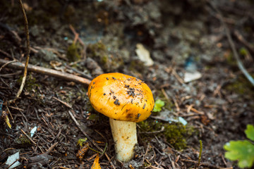 Mushroom in the forest. Shallow depth of field.