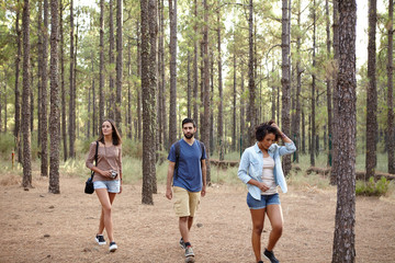 Fototapeta premium Three friends wandering through a forest