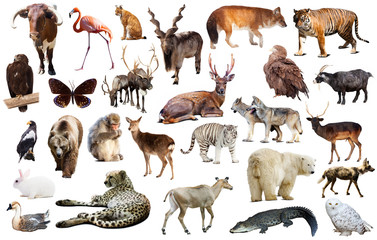 asia animals isolated