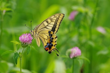 Healing, swallowtail butterfly in field of clover　クローバーの草原とアゲハチョウ