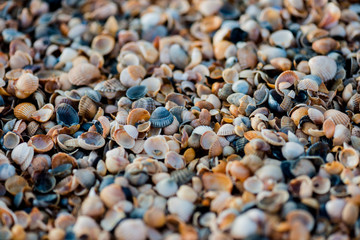 sandy beach of shells close-up