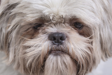 Naklejka na ściany i meble Shi Tzu cute puppy dog with white hair on a face portrait