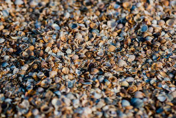 sandy beach of shells close-up