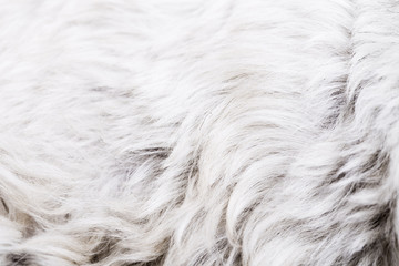 White animal hair texture background